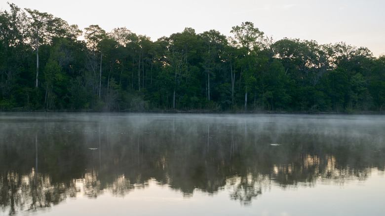 Altamaha River misty