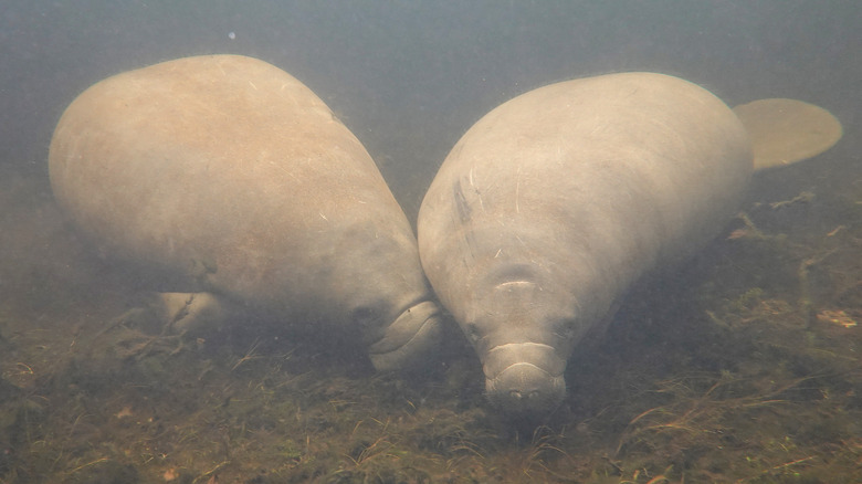 Two manatees eating sea grass