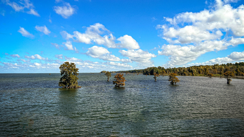 Lake Moultrie water and shore