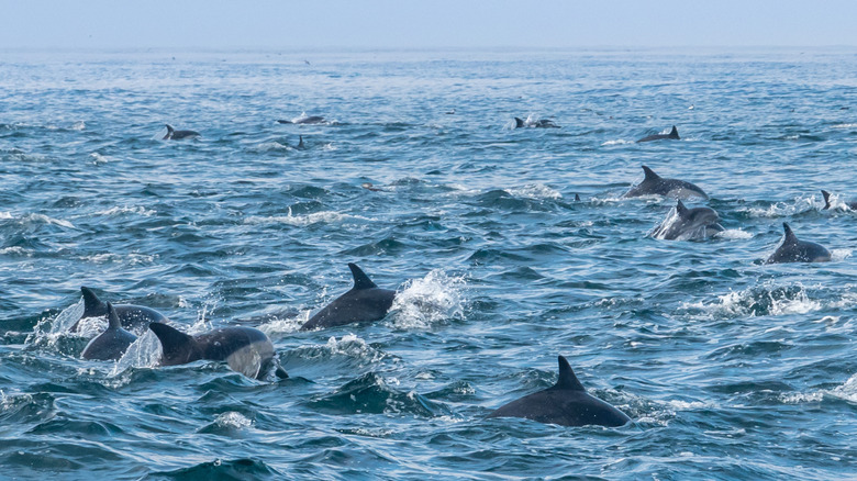 Dolphins off the coast of Dana Point, California