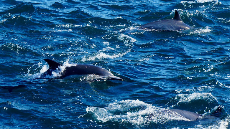 Dolphins off the coast of Monterey, California