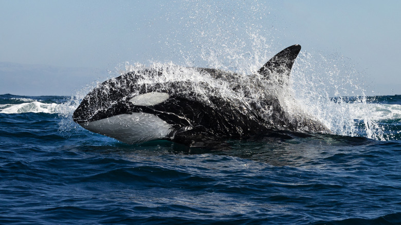 Orca in Monterey Bay, California