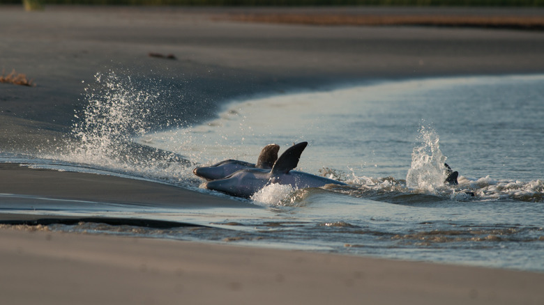 Dolphins strand feeding in South Carolina