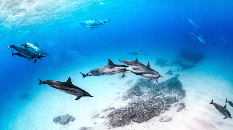 Spinner dolphins in Hawaii