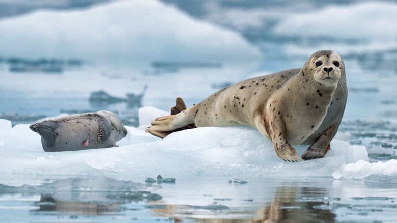 Two harbor seals amongst glacier ice flow in Kenai-Fjords National Park,Alaska