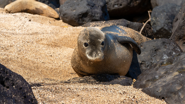 Hawaiian monk seal sitting on beach in Kauai