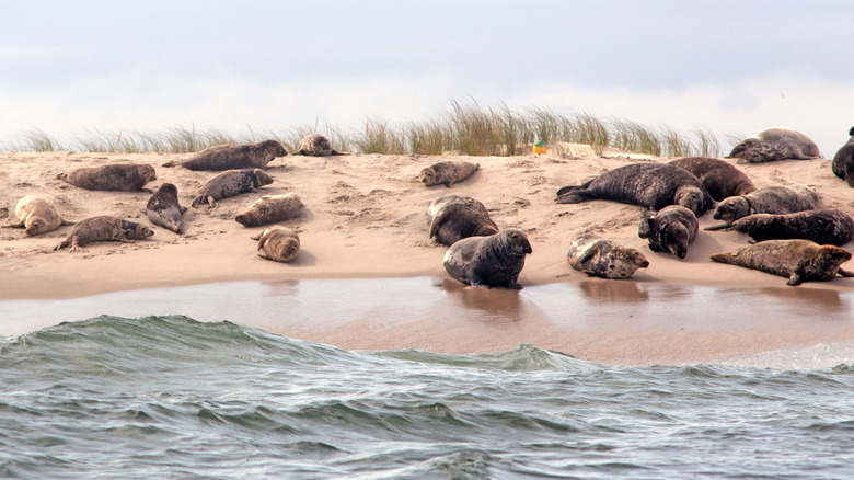 Seals near Chatham Harbor in Cape Cod, Massachusetts
