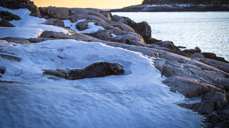 Baby seal on Moose Island in Maine
