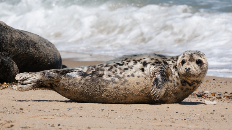 Juvenile grey seal waits onshore on Cape Cod beach during low tide