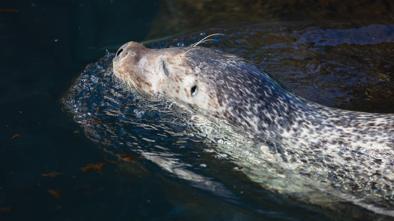Seal closes eyes and swims at Alaska SeaLife Center in Seward