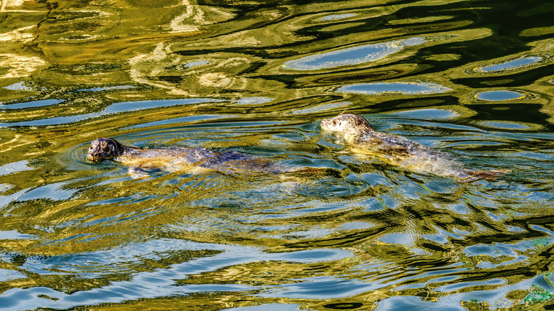 Two seals swimming in Ballard Locks, Seattle, Washington