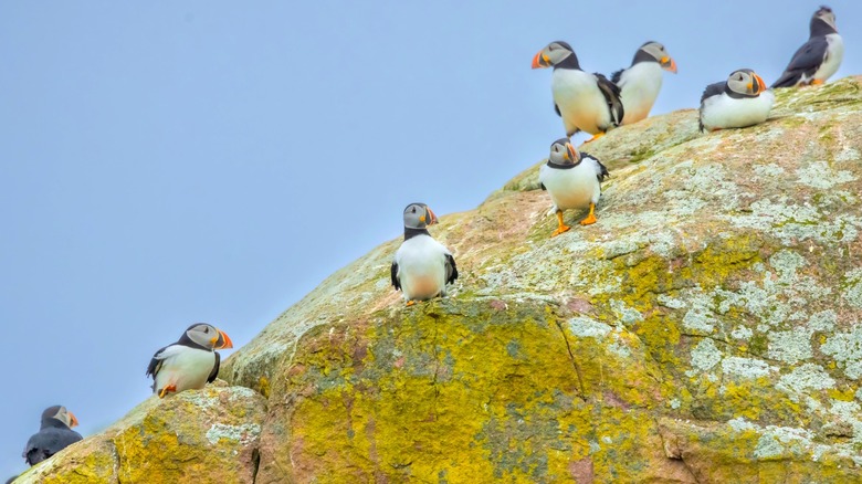 Puffins at Witless Bay Ecological Reserve in Canada