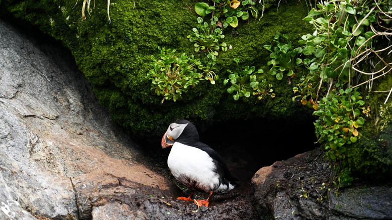 A puffin standing on mossy rocks at Nuuk's Puffin Island in Greenland