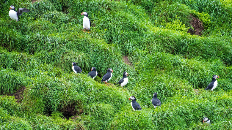 Puffins in green bushes at Witless Bay, Canada
