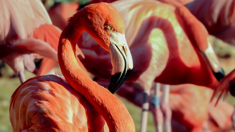 Flamingoes at Busch Gardens Tampa Bay.