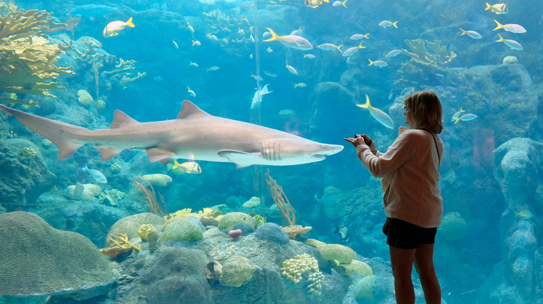 Shark exhibit at The Florida Aquarium.