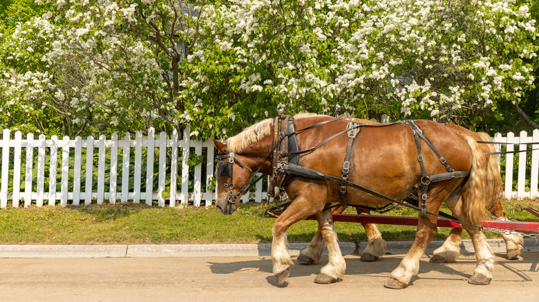 A horse-drawn carriage near the Inn at Stonecliffe