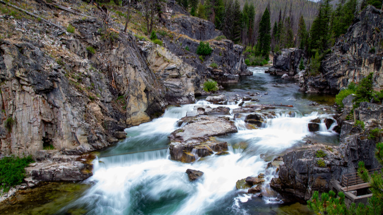River rapids surrounded by cliffs and pine trees