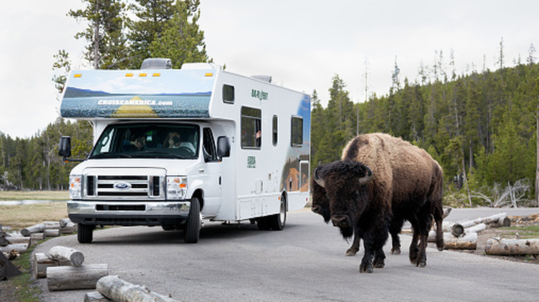 Bison walk in front of RV