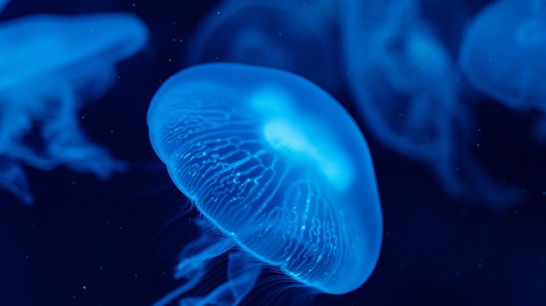 blue, glowing jellyfish underwater