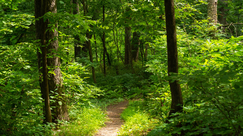 Hiking trail through the woods in Mississippi Palisades State Park