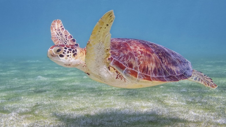 Akumal turtle in water