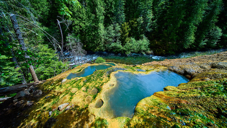 Steaming Umpqua Hot Springs in Lush Forest from Eye-Level Perspective
