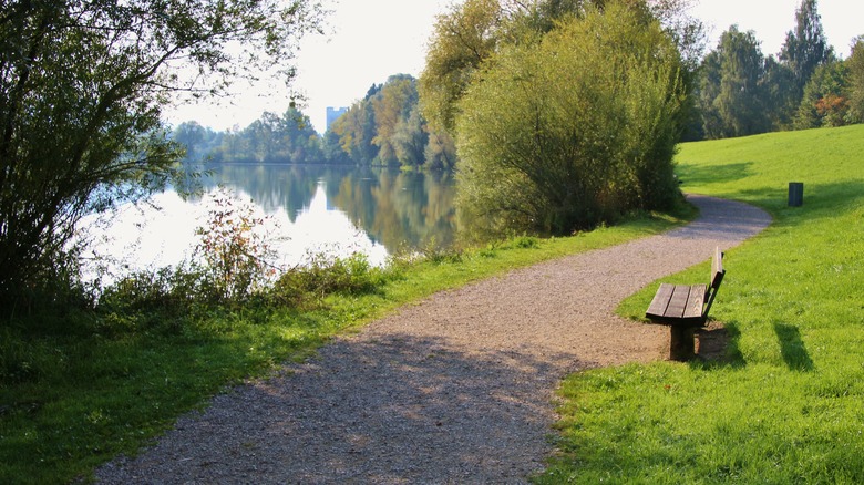 Wooden bench near green grass
