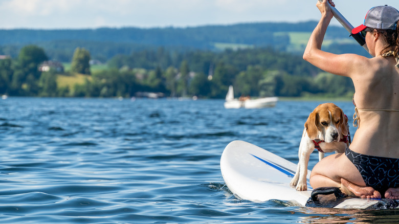 Woman and beagle paddleboarding