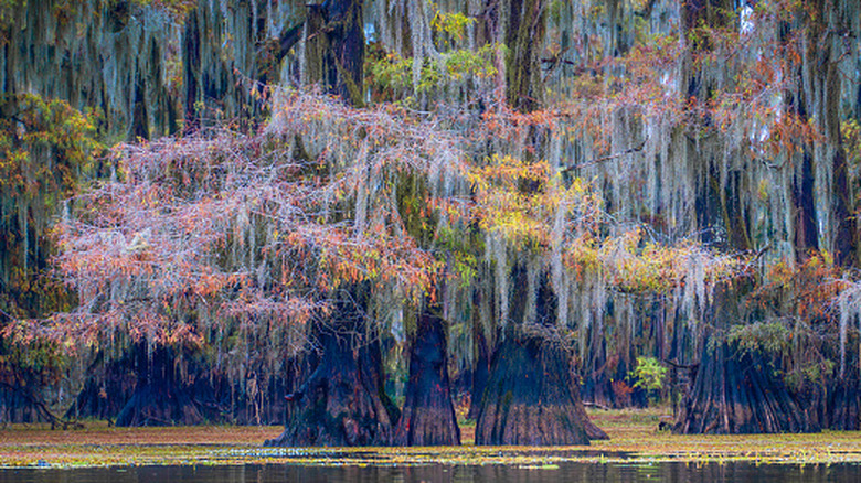 The cypress trees of Lake Caddo, Texas.