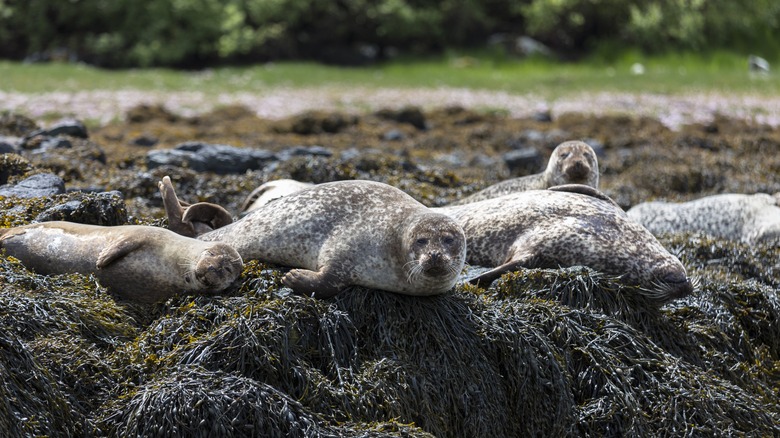 harbor seals on rocks