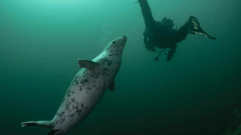 seal approaches scuba diver
