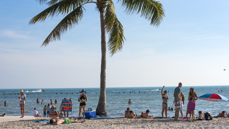 People stand around palm tree in front of ocean at Higgs Beach