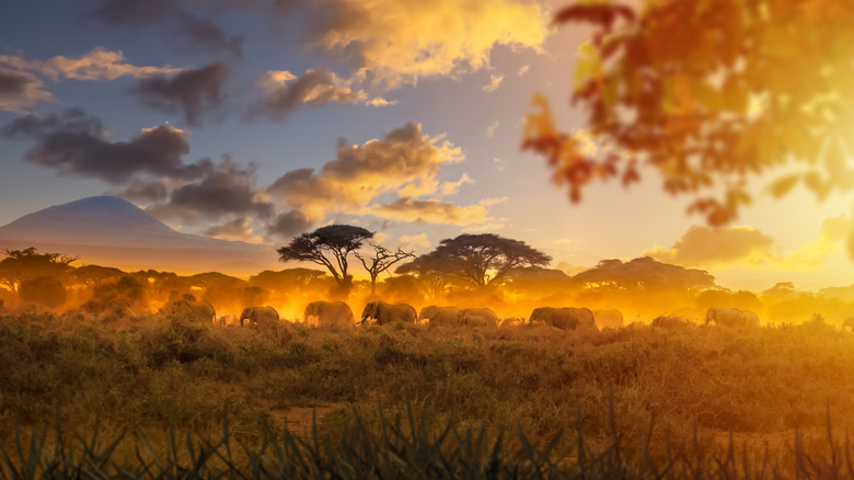 Herd of elephants in the savanna at sunset