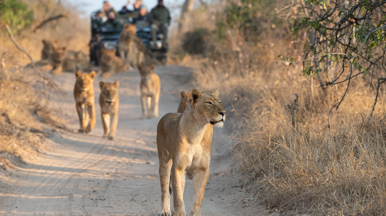 Tourists on a safari in Africa following a group of lions