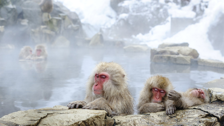 Sleepy snow monkeys in a steaming Japanese hot spring