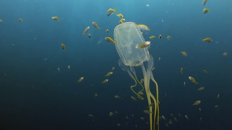 Hawaiian box jelly and fish