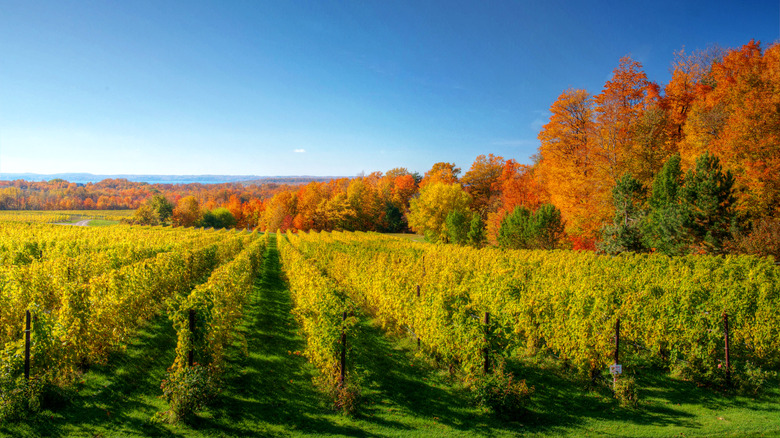Autumn Traverse City, Michigan