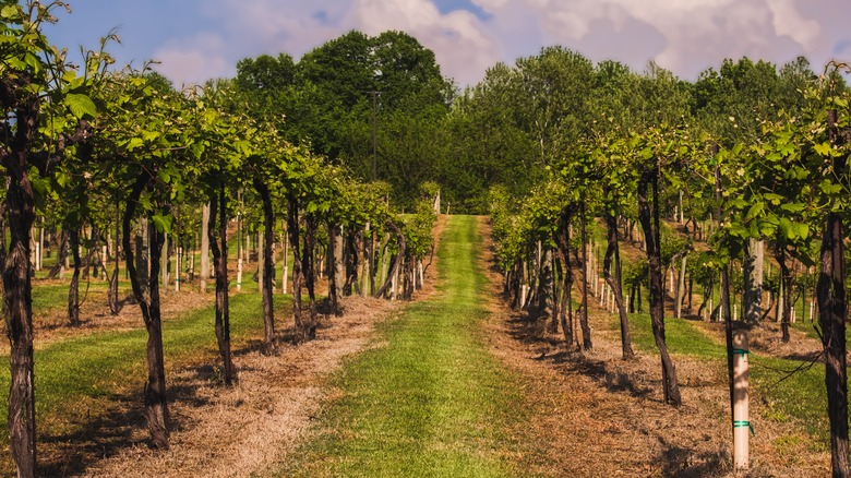 A vineyard in the Midwest