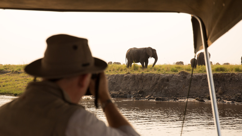 A tourist taking a photograph of an elephant in Botswana