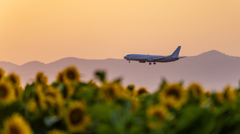 An airplane flying over a field of sunflowers