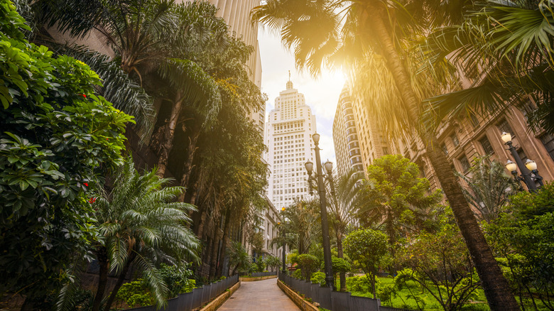 Palm trees in São Paulo, Brazil