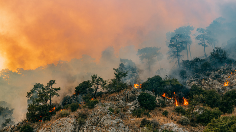 Wildfire in forest