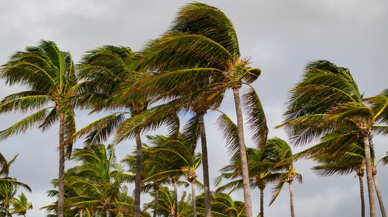 Palm trees in hurricane winds