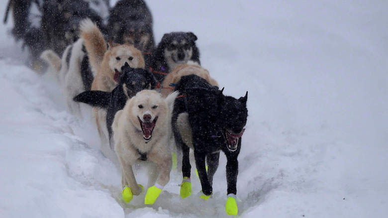 A dog sled in Willow, Alaska