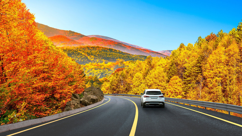 Car driving on a road with yellow and orange-colored trees