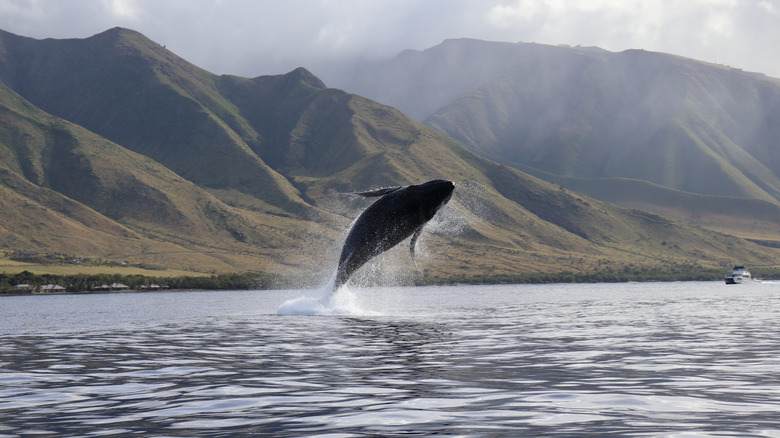 A whale jumps from the Pacific Ocean in Hawaii
