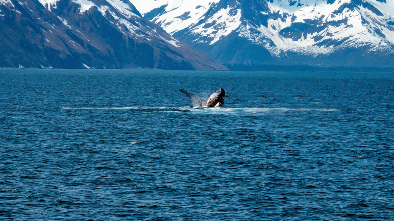 A humpback whale breaches under snowy mountains in Alaska's Kenai Fjords