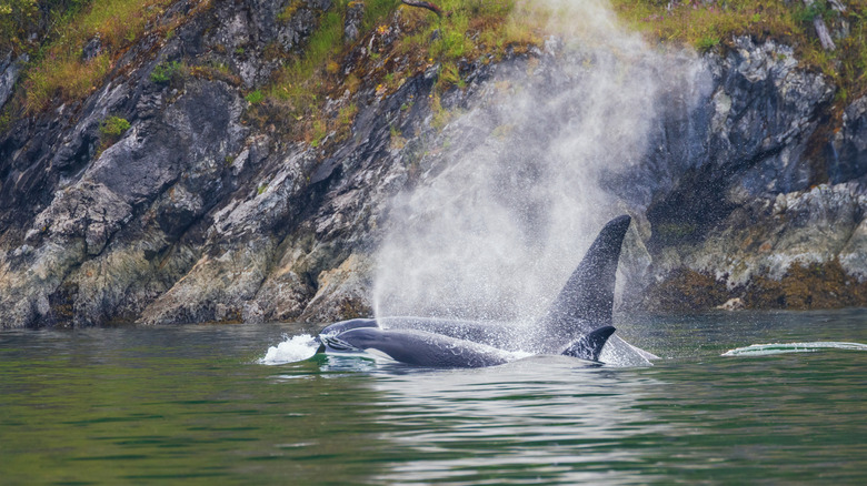 An orca swimming next to one of the San Juan Islands in Washington