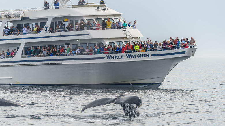 A huge crowd watches a whale from a boat in Stellwagen Bank, Massachusetts